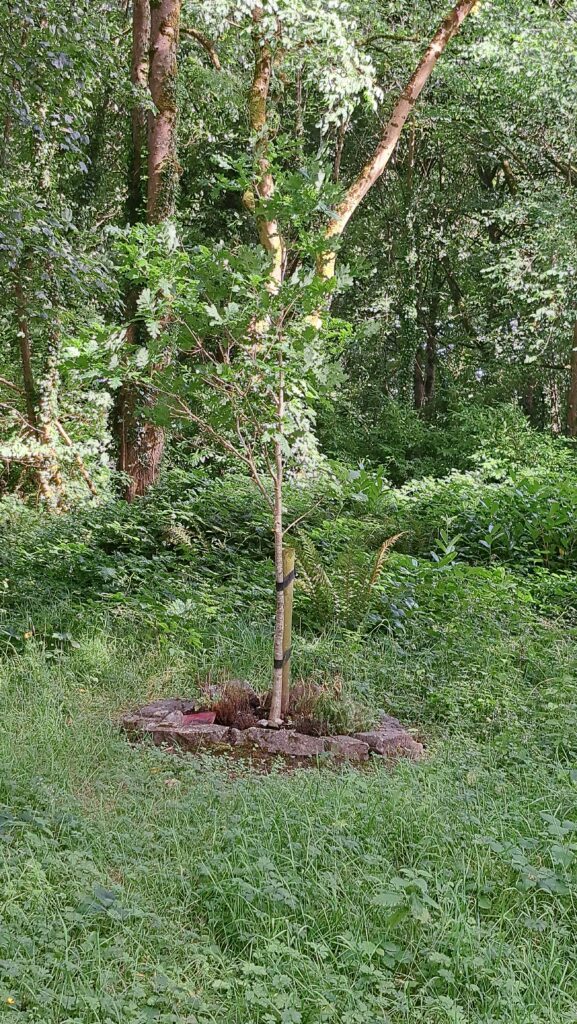 Tree planted at Knockma Woodland Burials